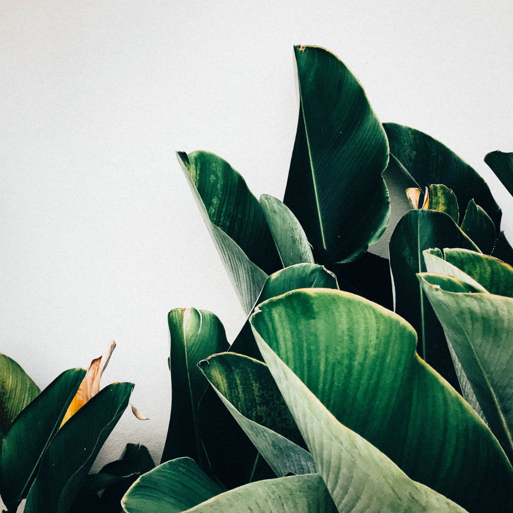 large tropical green leaves